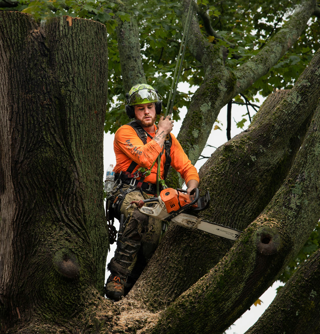 Arboriculture and Tree Care Berkshire in Newbury and West Berkshire